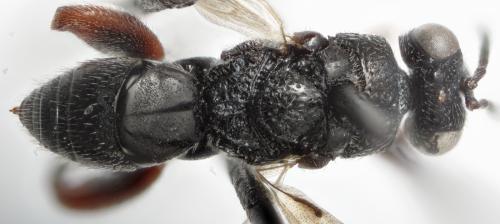 Réf. 294 609 : Neohybothorax sp.